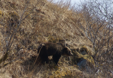 Kokiak brown bear on alder sidehill