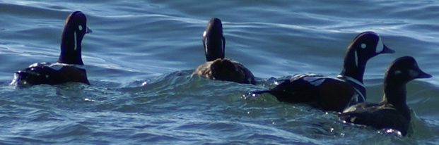 Kodiak Island Harlequin Ducks