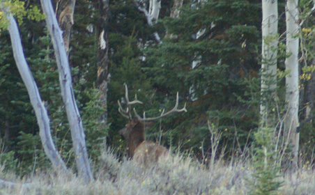 6 point bull elk, six point bull elk disappearing into the trees