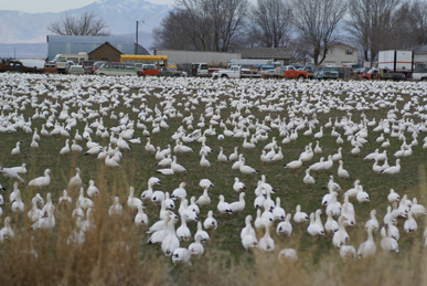 snow geese, blue geese, Ross' geese. field full of snow geese