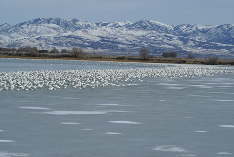 Delta Utah snow geese, reservoir full of geese