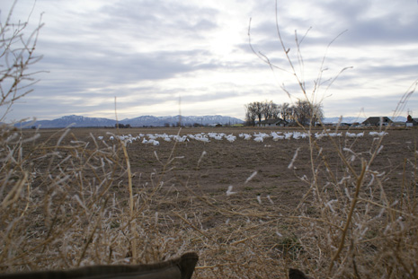snow goose decoys from layout blind