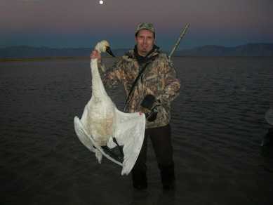 tundra swan hunting in Utah