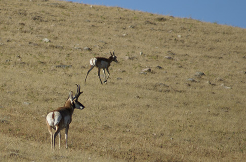 wyoming antelope buck