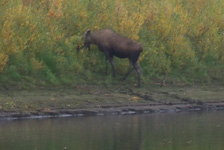 Alaska cow moose