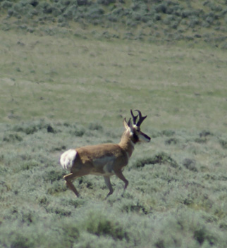 antelope hunting, pronghorn buck trotting away