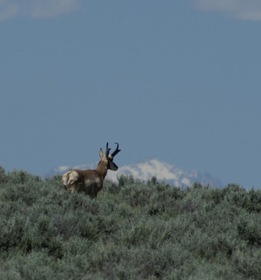 i went hunting, antelope buck pronghorn buck in Wyoming