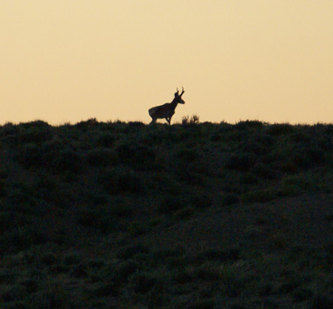 antelope skylined silhouette