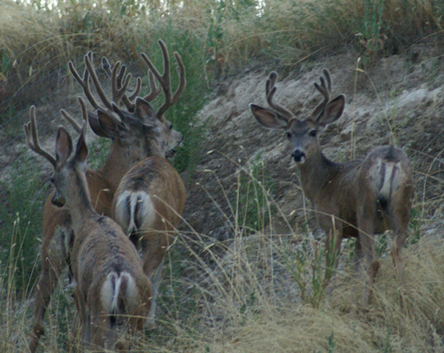 group of bachelor bucks in the velvet, archey hunt