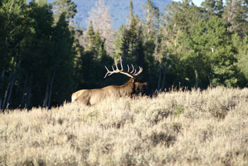 i went hunting elk, utah monroe mountains 6 point bugling bull elk