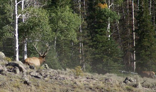six point bull elk v shaped, .340 weatherby, bugling bull