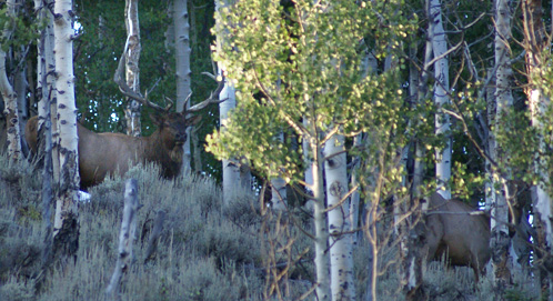 six point, 6 point bull elk, rifle hunt monroe mountain