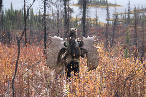 I went hunting, Alaska-Yukon Moose Packing out our Alaska Yukon moose!