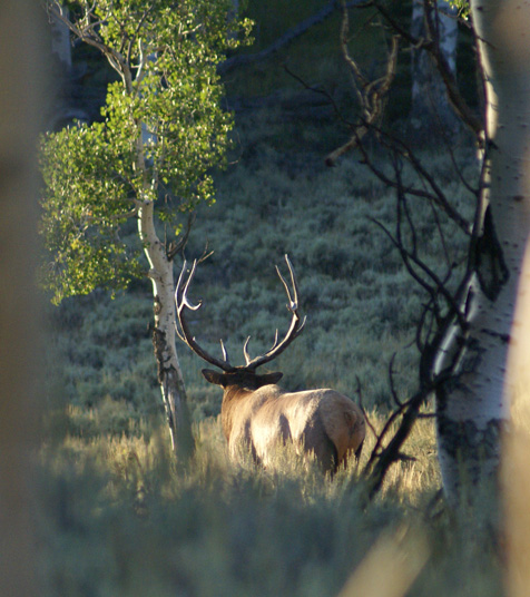 mature six point herd bull elk, six point elk