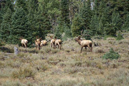 Utah monroe mountain 7 point bull elk, spyder bull