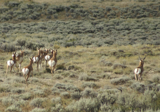 herd of pronghorn antelope