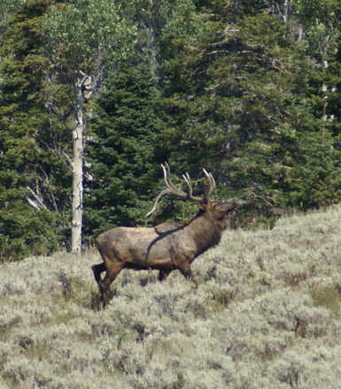 huge bull elk with whale tails