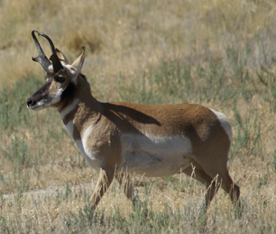 lone antelope pronghorn buck