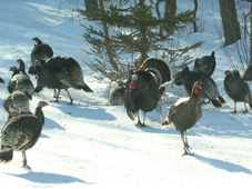 flock of merriam's turkeys, gobbler, tail fan