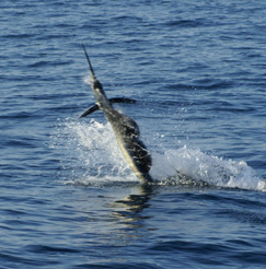 Sailfish Putting up a good fight Alcapulco Mexico