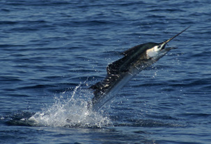 Sailfish in Meixco, pacific ocean, torpedoing through the air,