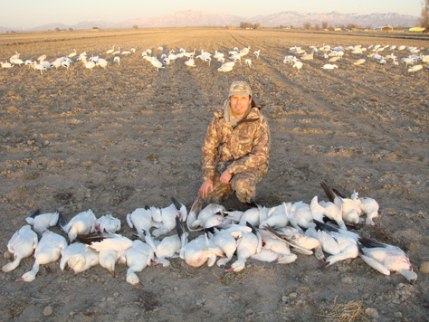 mixed bag of snow geese, ross' geese, blue geese
