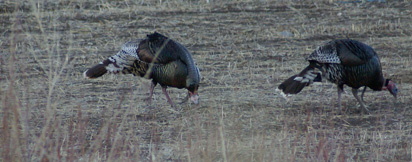 utah turkey hunt, merriam's turkeys, gobbler, tom strutting tail fain