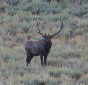 bull elk wallowing