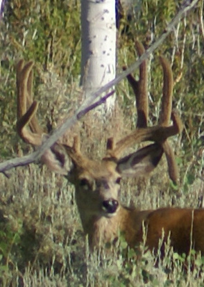 Drop-tine-buck-iwenthunting-i-went-hunting-deer.jpg