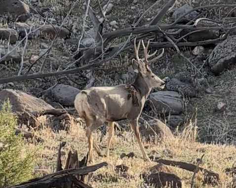 3x4 point mule deer buck