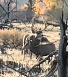 mule deer in velvet