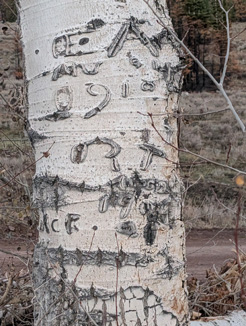 1910 carving survived this year's big fire old carving in aspen tree