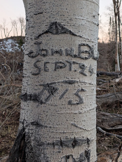1915 tree in same grove quaking aspen carving 1915