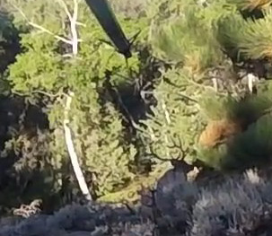 bull elk 10 yards