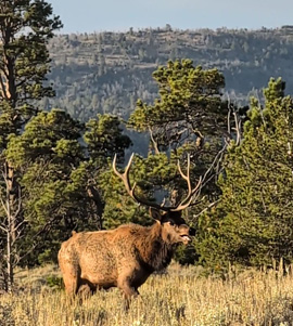 5 point bull elk