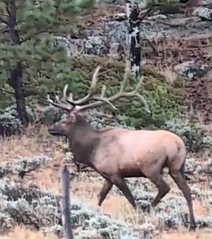 mature bull elk