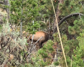 six point bull elk