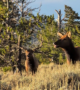 bull elk and cow