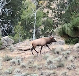 herd bull elk, six point