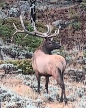 6 point bull elk