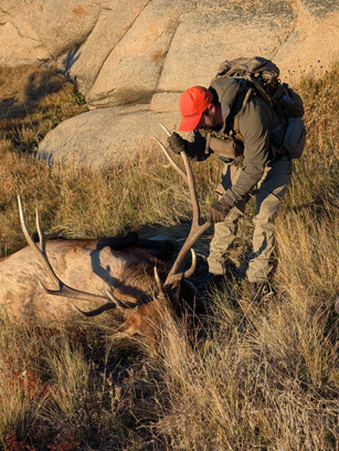 Jordan examining broken off antler tine, but we found it! 6 point bull elk broken antler tine