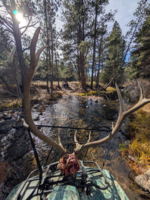 No easy way to transport, navigating creek crossing 6 point bull elk
