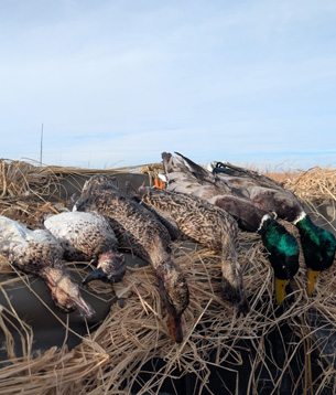 i went hunting fall ducks