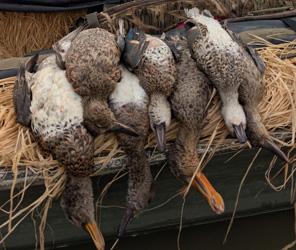 i went hunting fall ducks