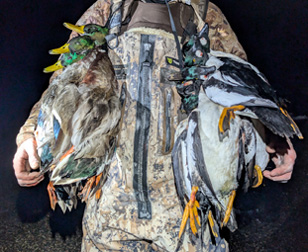 i went hunting fall mallard ducks