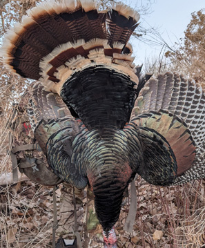 i went hunting fall turkeys