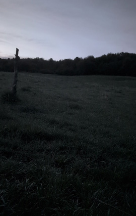 predawn turkeys gobbling