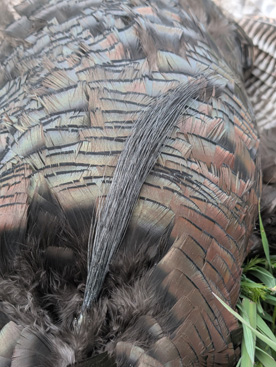 8 ½ inch beard, ¾ inch spurs 8 ½ inch beard, ¾ inch spurs