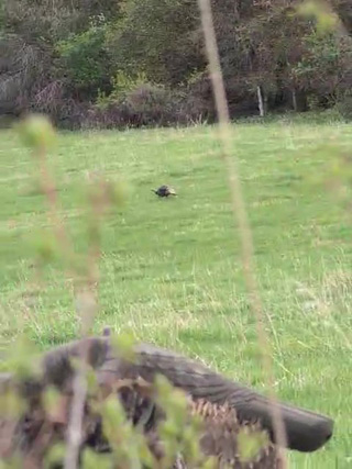 Got one coming across the opening strutting tom coming into decoy
