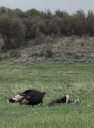 turkey shot